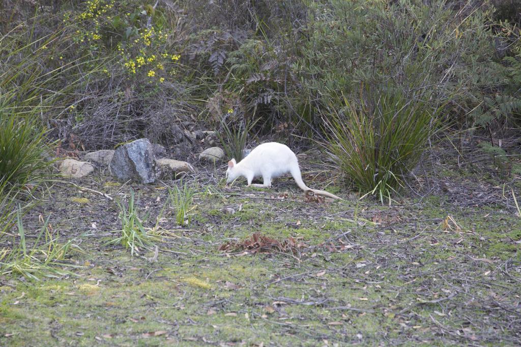 Cloudy Bay Villa South Bruny エクステリア 写真